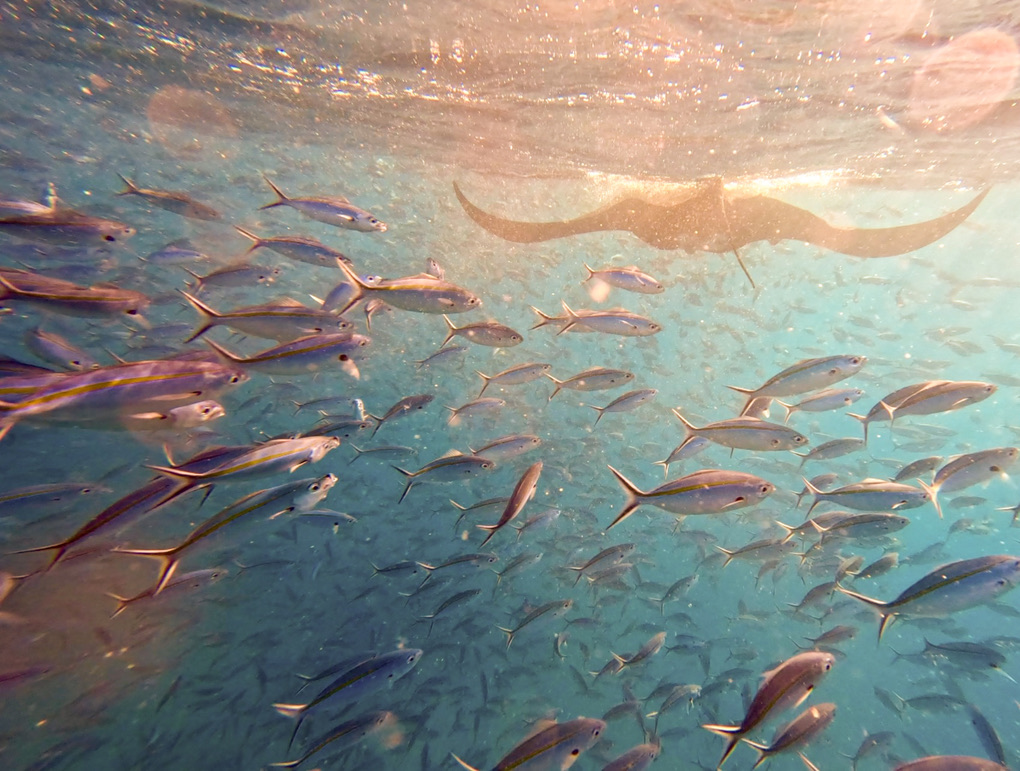 A school of fusiliers with a manta ray silhouetted at the surface