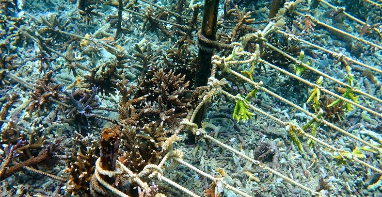Coral fragments planted on restoration frames in Nusa Penida
