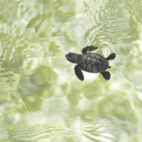 Sea turtle hatchling swimming in shallow water