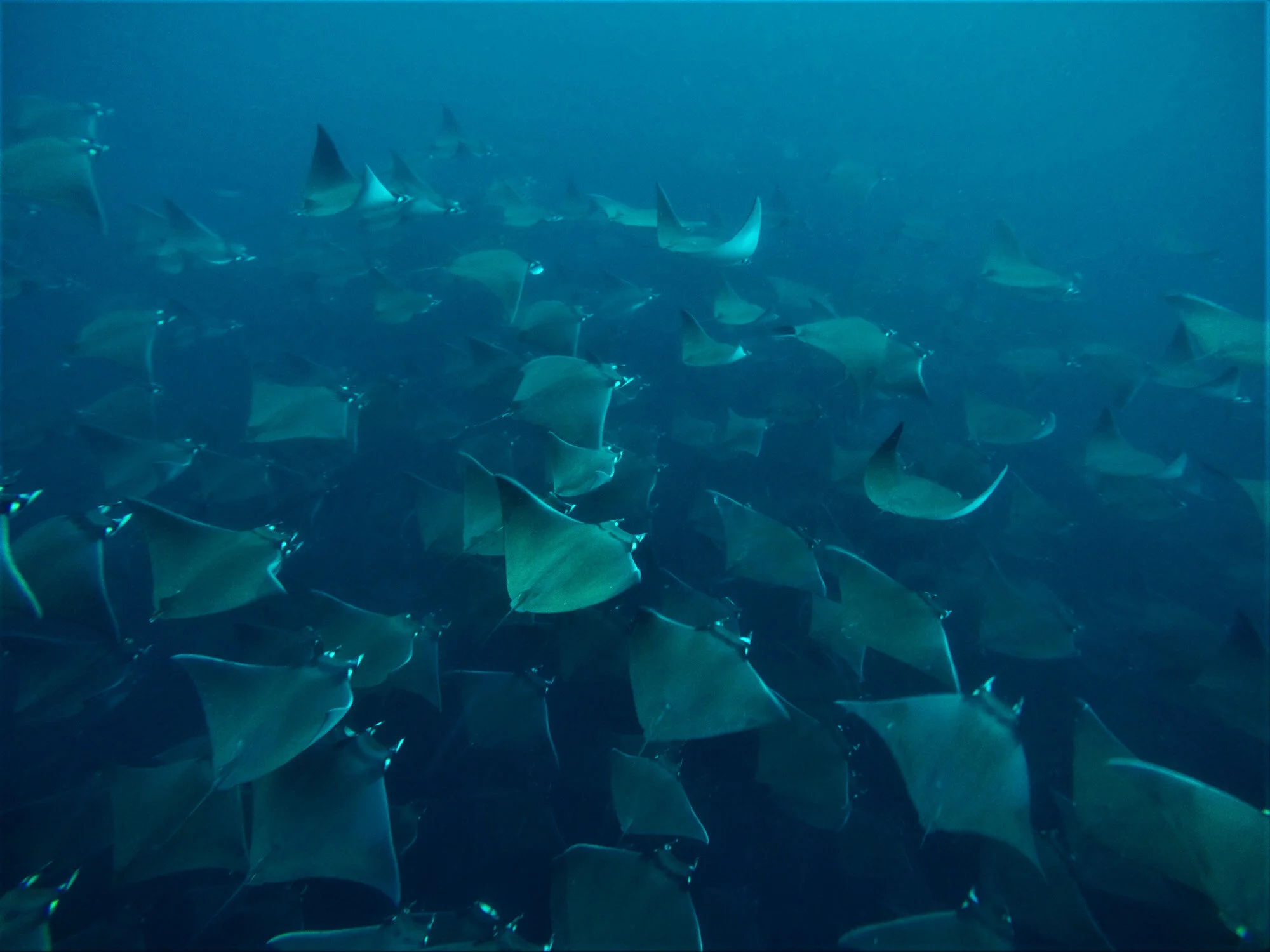School of mobula rays in Baja California
