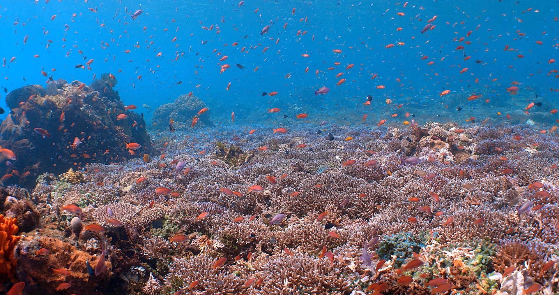 Alor, Indonesia