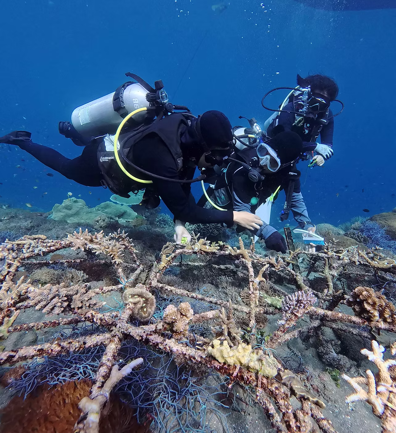 Nautika Foundation reef restoration in Alor